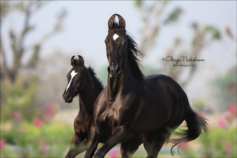 Adorable Marwari filly Mayla and her mom Princess - Marwari, India